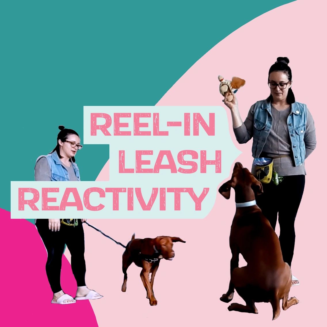 Leash Reactivity Course